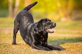 completelycanin's tweet photo. Bow: typically a solicitation of play. Be ready in that circumstance, when the behavior occurs use your CR “good” + new cue “ta da!” +food. https://t.co/6I3ihPUDgX