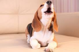 completelycanin's tweet photo. Vocal. A door knock is notoriously dependable for eliciting a vocal. Follow above capture protocol. **There is a theory that capturing an unwanted behavior, then only selectively cueing it, reduces occurrence of that behavior. https://t.co/wdV0g97QSC