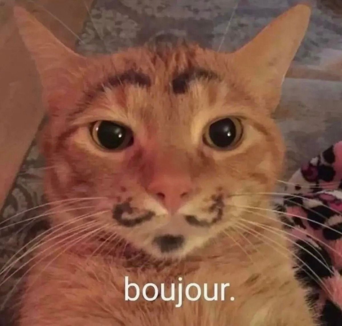 Posts Of Cats (@postsofcats) on Twitter photo 