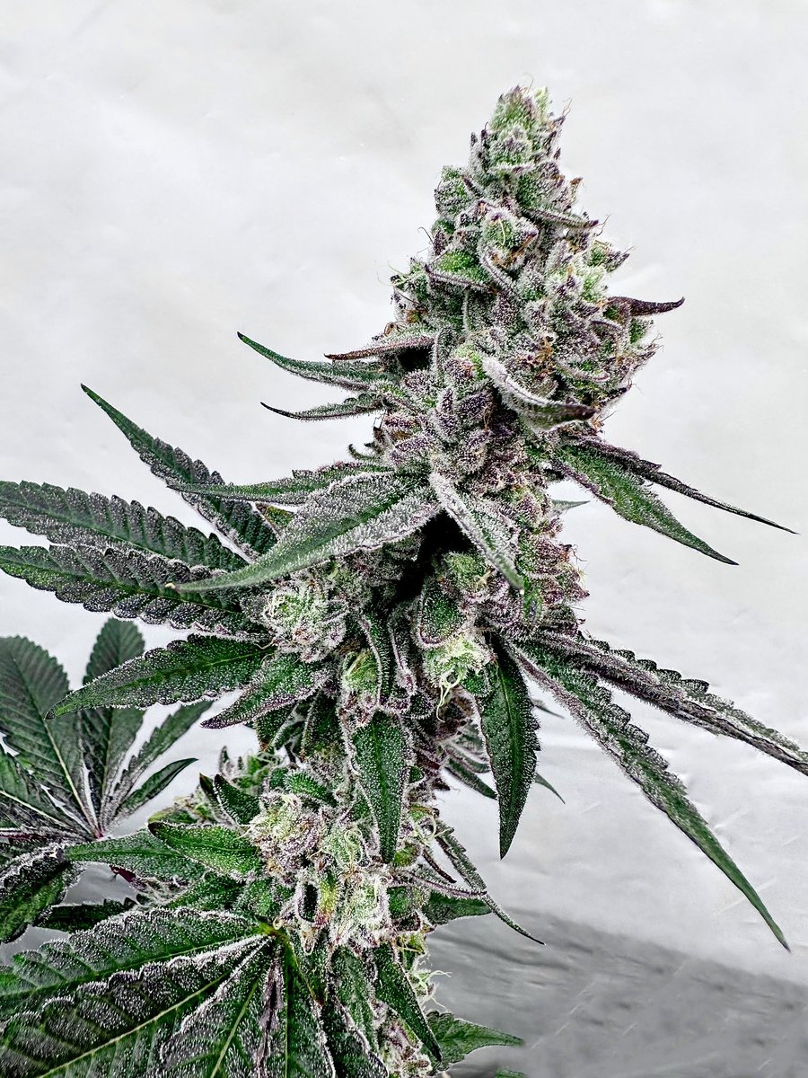 🌪️🍇🌪️ Next up in the Grape Jubilee lineup is none other than the whacky and wild world of the absolutely gorgeous Twisted Terps (Tropical Runtz x Grape Jubilee)!!! This lady packs extra long cannons with a serious island punch that will remind you of a grape tropical cocktail on