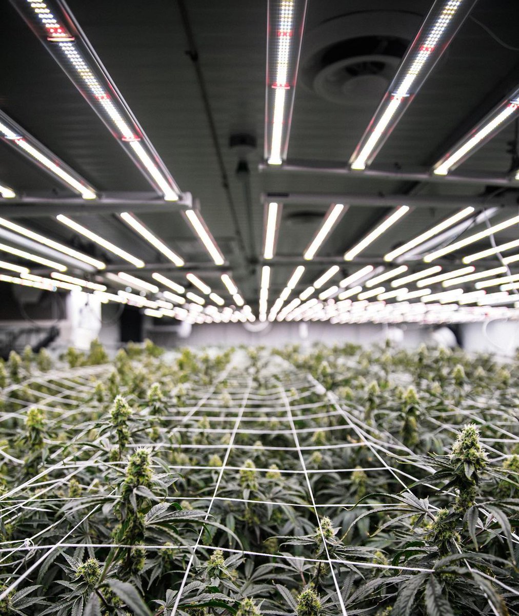 A view from the top 😶‍🌫️ #growroom #cannabisindustry #thc