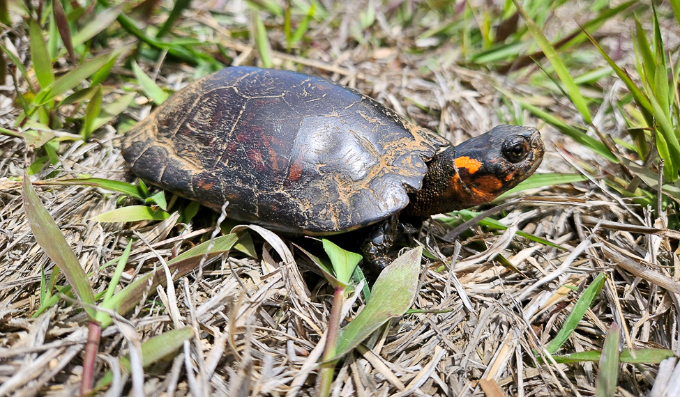 OrianneSociety's tweet photo. Our grant program funds graduate students working on #reptile and amphibian projects in the southeastern U.S. Connor Hughes, one of our 2022 grant recipients, discusses his work on #BogTurtle habitat.
Read Connor's, and all our recipients', reports: https://t.co/LV9Cvr26jo https://t.co/fzVlGjuxJq