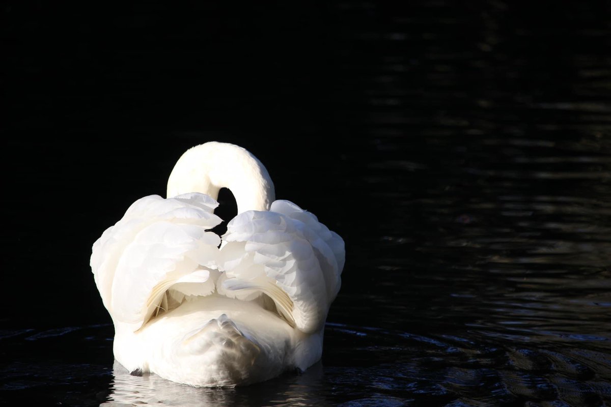 Love this picture #swan #calmness #kindness