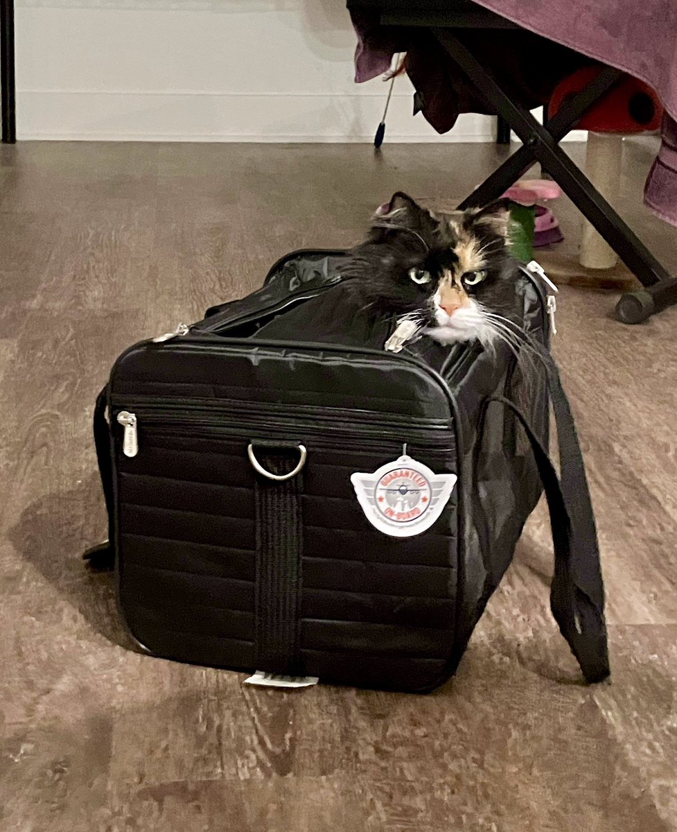 🐈 who let the cat into the bag?