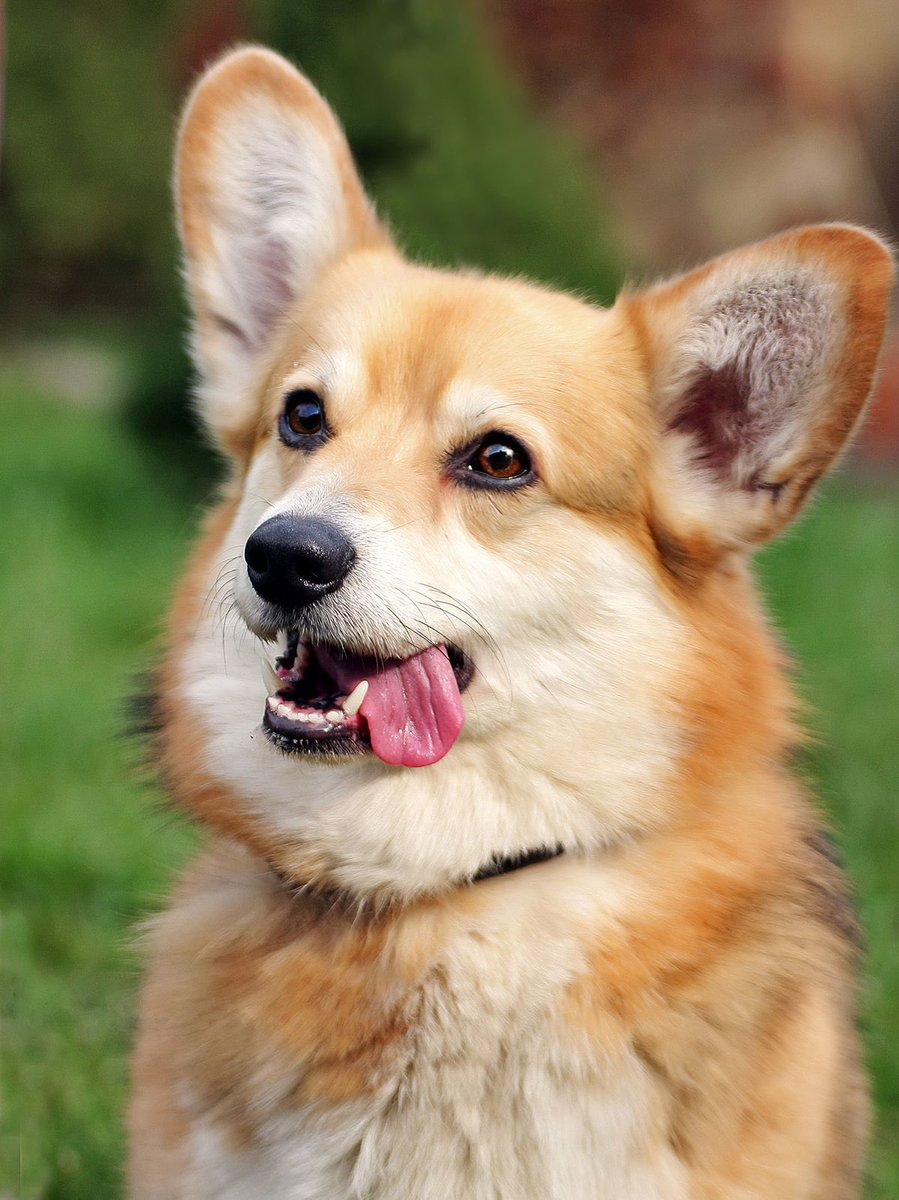 Dexerto's tweet photo. South Korea just passed a law banning the sale of dog meat https://t.co/jWsu647l7p