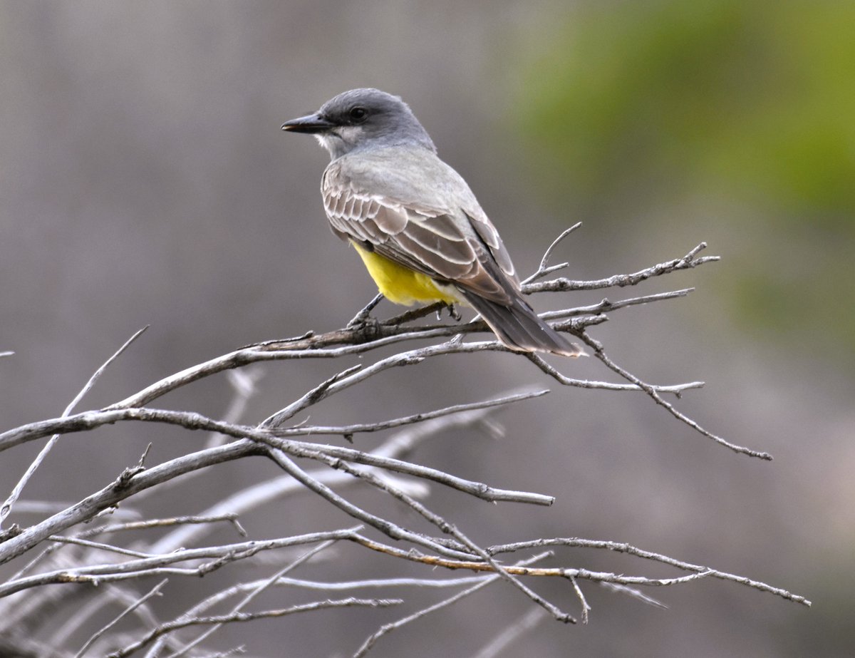 As an aerial insectivore, Cassin's kingbirds play an essential role in ecosystems by balancing insect populations, including wasps, beetles, caterpillars, moths, grasshoppers, true bugs, flies, and spiders!🦗#WMBD24 #WorldMigratoryBirdDay #BringBirdsBack