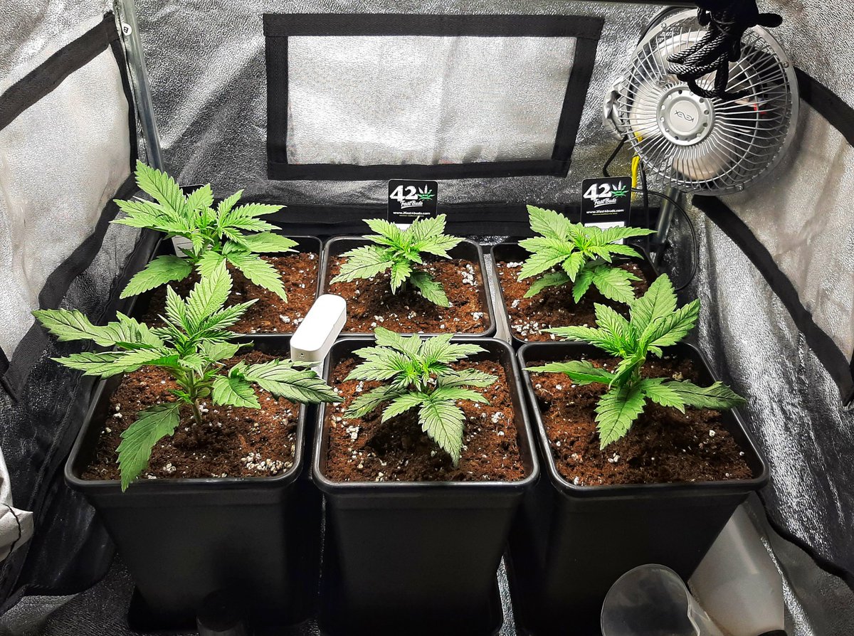 Dia 20
#ForbiddenRuntzAuto 
#WeddingGlueAuto
#Mmemberville 
#microcultivo