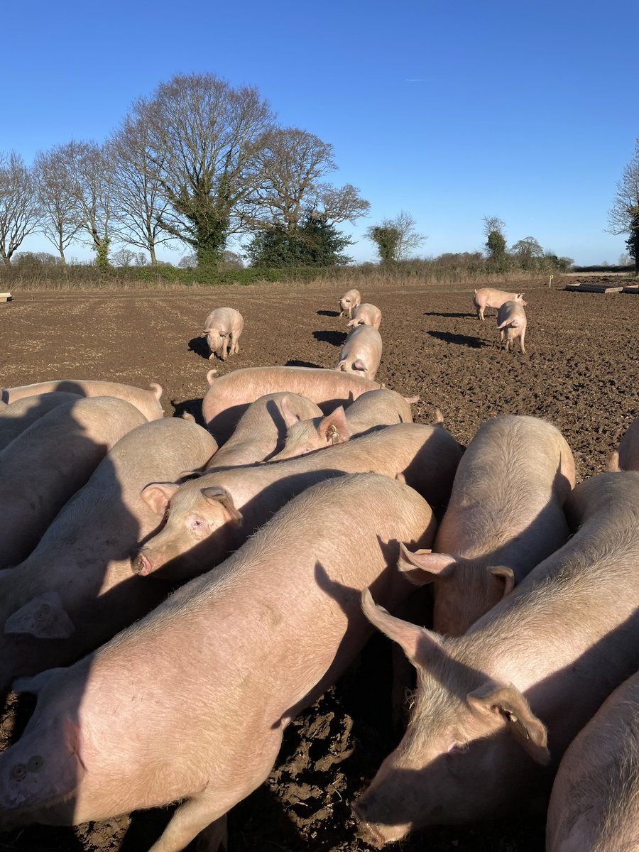 Nice to see a bit of sun today for a change ….!! <a href="/JSRFarmingGroup/">JSR Farming Group</a> TN70 gilts ready for service next week 👌👍