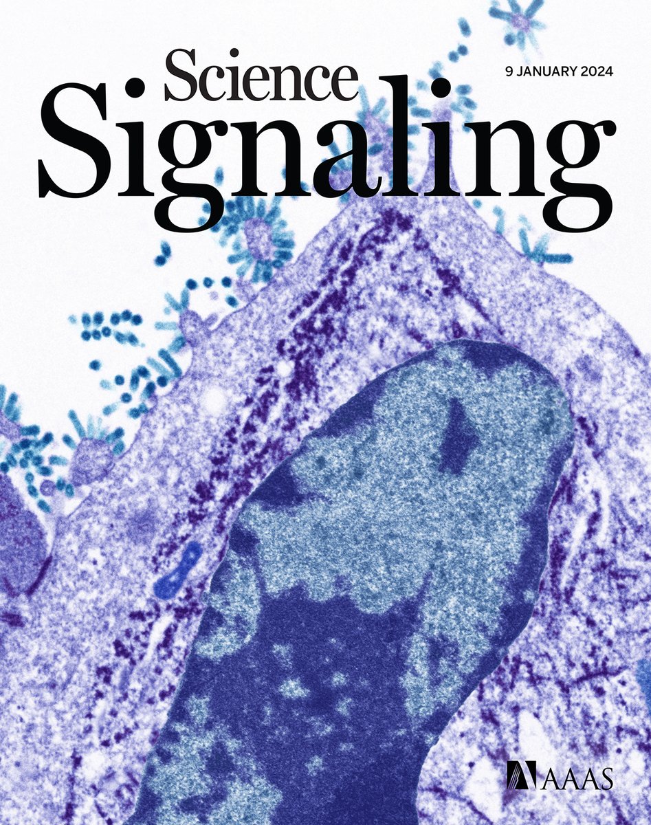 An alcohol-processing enzyme also helps the immune system to suppress invading viruses, a new Review spotlights the emerging role of NF-kappaB in inflammatory bowel disease, and more in this week’s new issue of #ScienceSignaling. scim.ag/5sh