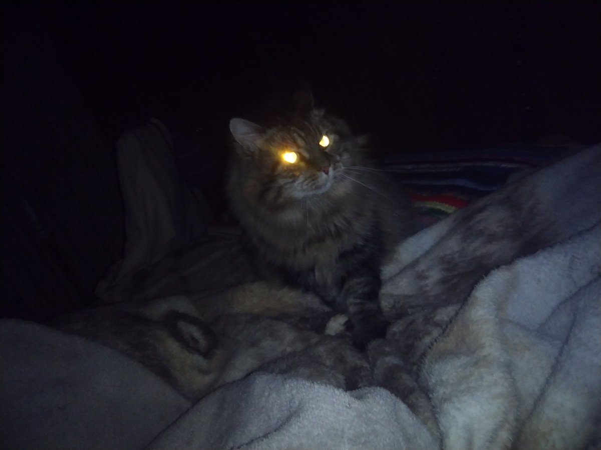 AnthonyJbubba's tweet photo. @AnthonyJbubba I got some pet sematary going on at my house 😨 #kitty #omg #bubba https://t.co/fCBI0Fh9A7