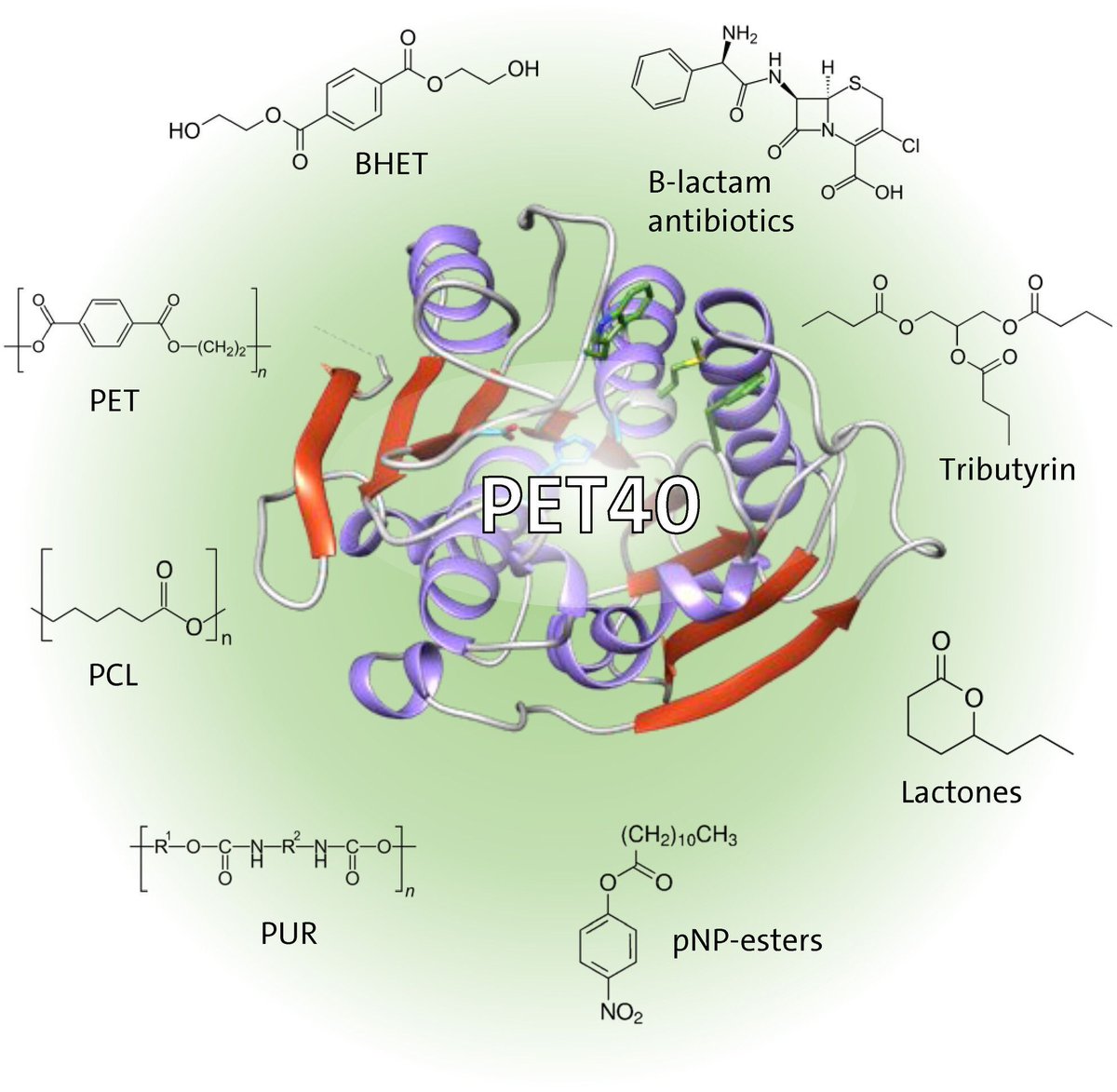 FEBSJournal's tweet photo. ✴️Original Article✴️
🧋The metagenome-derived esterase PET40 is highly promiscuous & hydrolyses polyethylene terephthalate (PET)🧋
✏️By Wolfgang R. Streit et al @Mikrobio_UHH @streit_wolfgang
➡️https://t.co/KuwUuYPqFE
Commentary: https://t.co/P0WpbogVnk
#hydrolases #metagenome https://t.co/gzlIwPDkLx