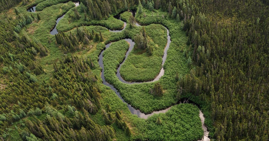 NaskapiNews's tweet photo. Canada’s Logging Industry Devours Forests Crucial to Fighting Climate Change 

https://t.co/pwQfx5Yef2 

A study finds that logging has inflicted severe damage to the vast boreal forests in Ontario and Quebec, two of the country’s main commercial logging regions. https://t.co/ybVh9y8tyj