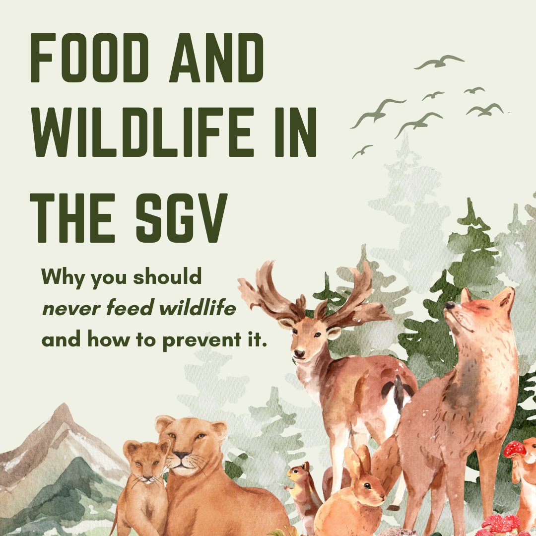 SGVCOGCoyotes's tweet photo. Happy New Year from the SGVCOG Neighborhood Coyote Program! Learn more about food and wildlife in the San Gabriel Valley and how to prevent the feeding of wildlife. Report coyote sightings or get access to program resources at https://t.co/bP5dYUmUeR. #coyotes https://t.co/3cUbBYl5ku