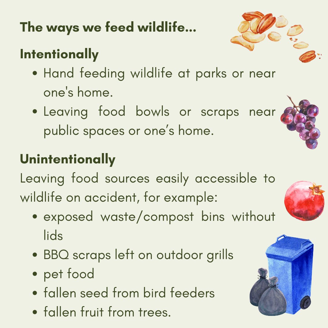 SGVCOGCoyotes's tweet photo. Happy New Year from the SGVCOG Neighborhood Coyote Program! Learn more about food and wildlife in the San Gabriel Valley and how to prevent the feeding of wildlife. Report coyote sightings or get access to program resources at https://t.co/bP5dYUmUeR. #coyotes https://t.co/3cUbBYl5ku