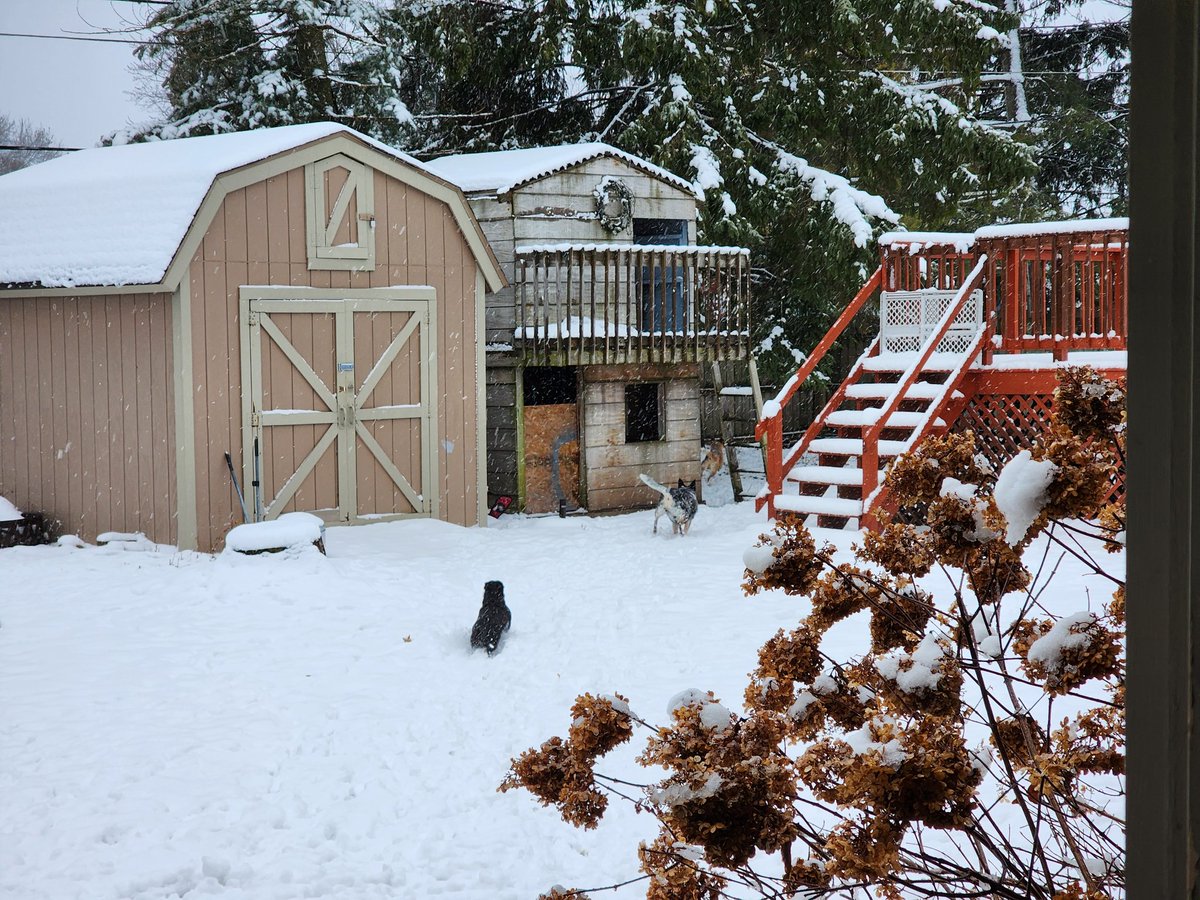 SSbigblock's tweet photo. Winter dogs.  #winterdogs #winterstorm https://t.co/0Os4Vo6IKT