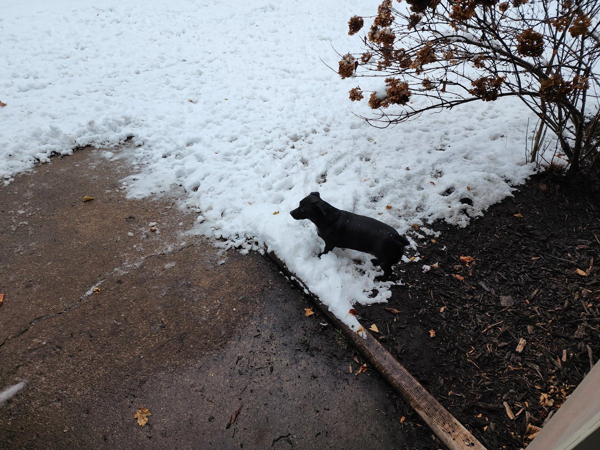 SSbigblock's tweet photo. Winter dogs.  #winterdogs #winterstorm https://t.co/0Os4Vo6IKT