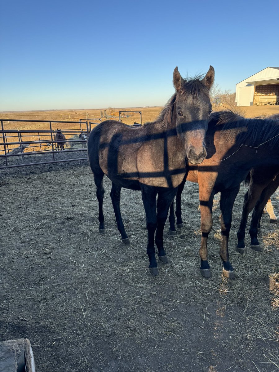 ThatPinto's tweet image. New baby horse alert!   A few week ago I got a new Arabian weanling filly!  Her registered name is April Again and barn name as of right now is April.  Give me barn name suggestions!