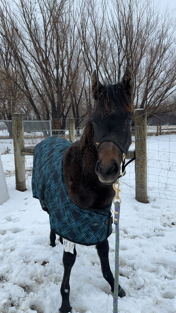 ThatPinto's tweet image. New baby horse alert!   A few week ago I got a new Arabian weanling filly!  Her registered name is April Again and barn name as of right now is April.  Give me barn name suggestions!