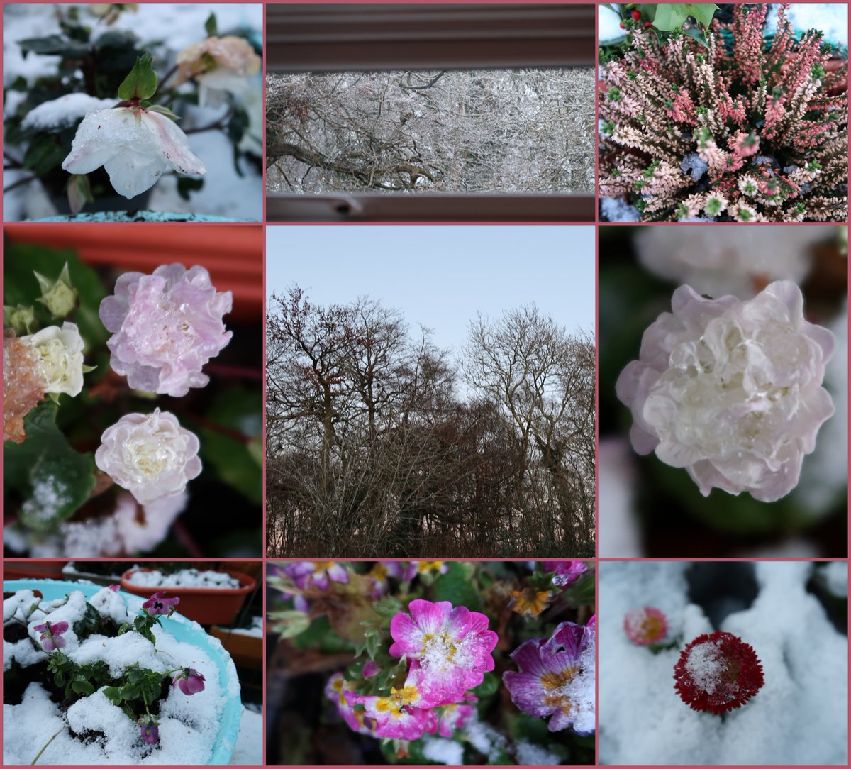 Today in #mygarden  🩷🌟💐#flowers  #GardeningTwitter #gardeningx #gardening #photography #SnowDay #WinterWonderland #WinterWalks💗✨☀️