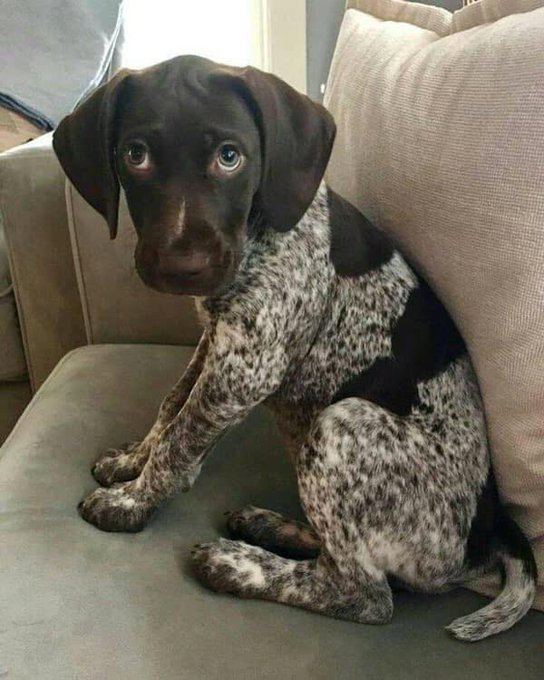 _XDogs's tweet photo. Everyone meet Otis and say 'hi' !! On a scale from 1 to 10 how beautiful is him? 😊 https://t.co/mUCvMehp3v