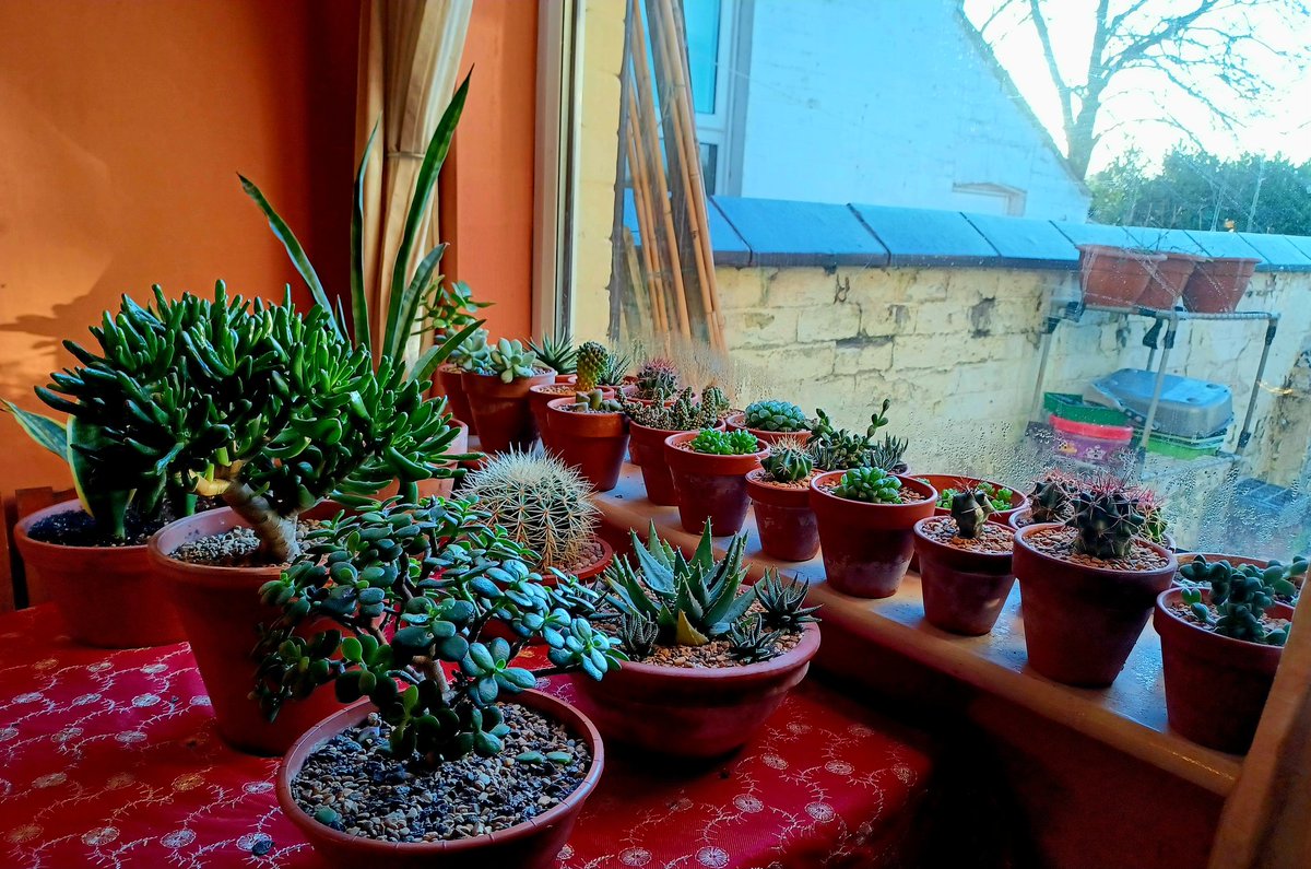Collected succulents and cacti appreciating the first properly bright afternoon of the year #HouseplantHour #HouseplantWeekUK