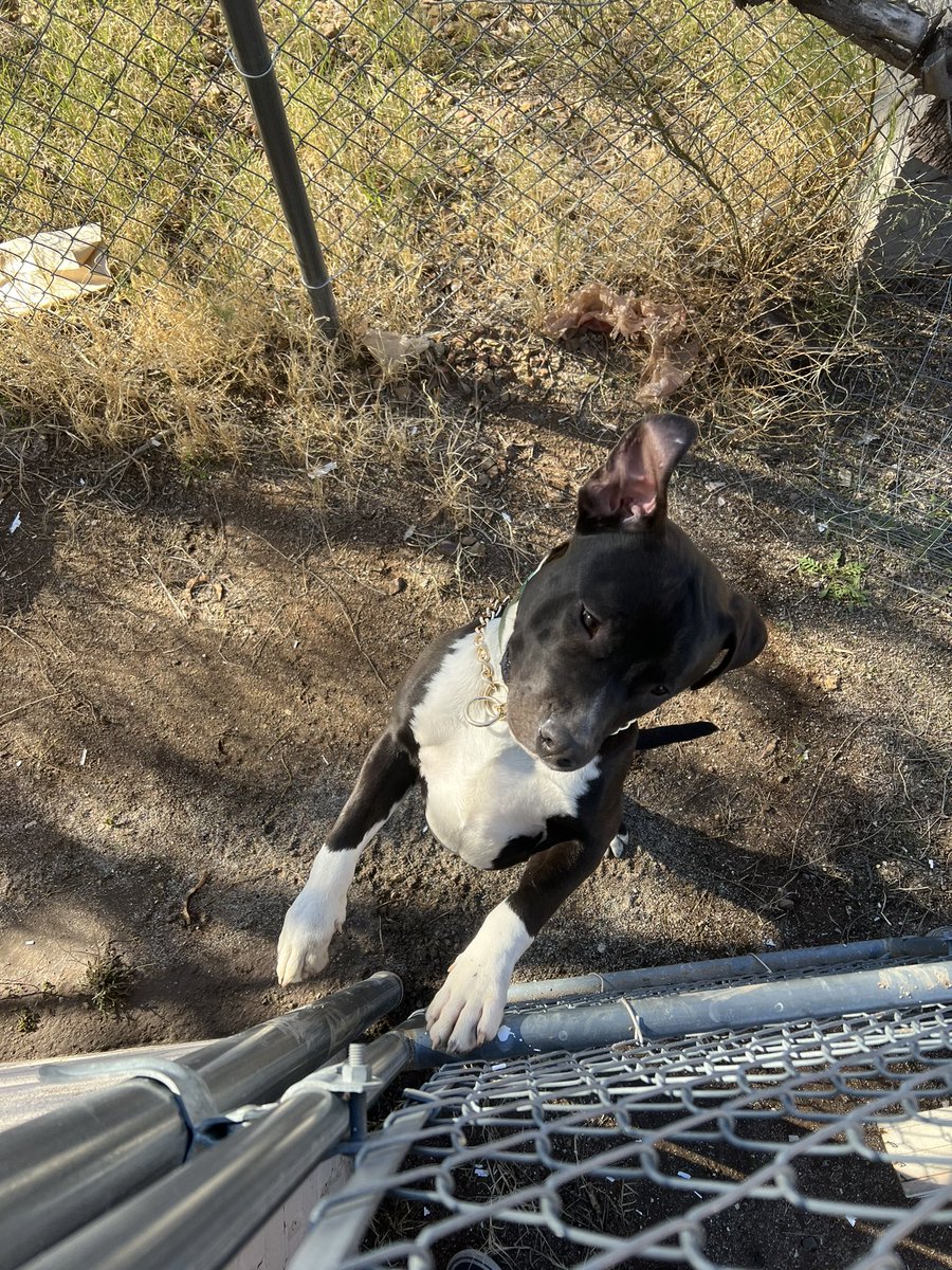 EddieMarts's tweet image. @whatsuptucson Found dog Grant &amp;amp; Swan area. Gave him some water and he’s safe in the yard for the time being, but any help locating the owner would be appreciated