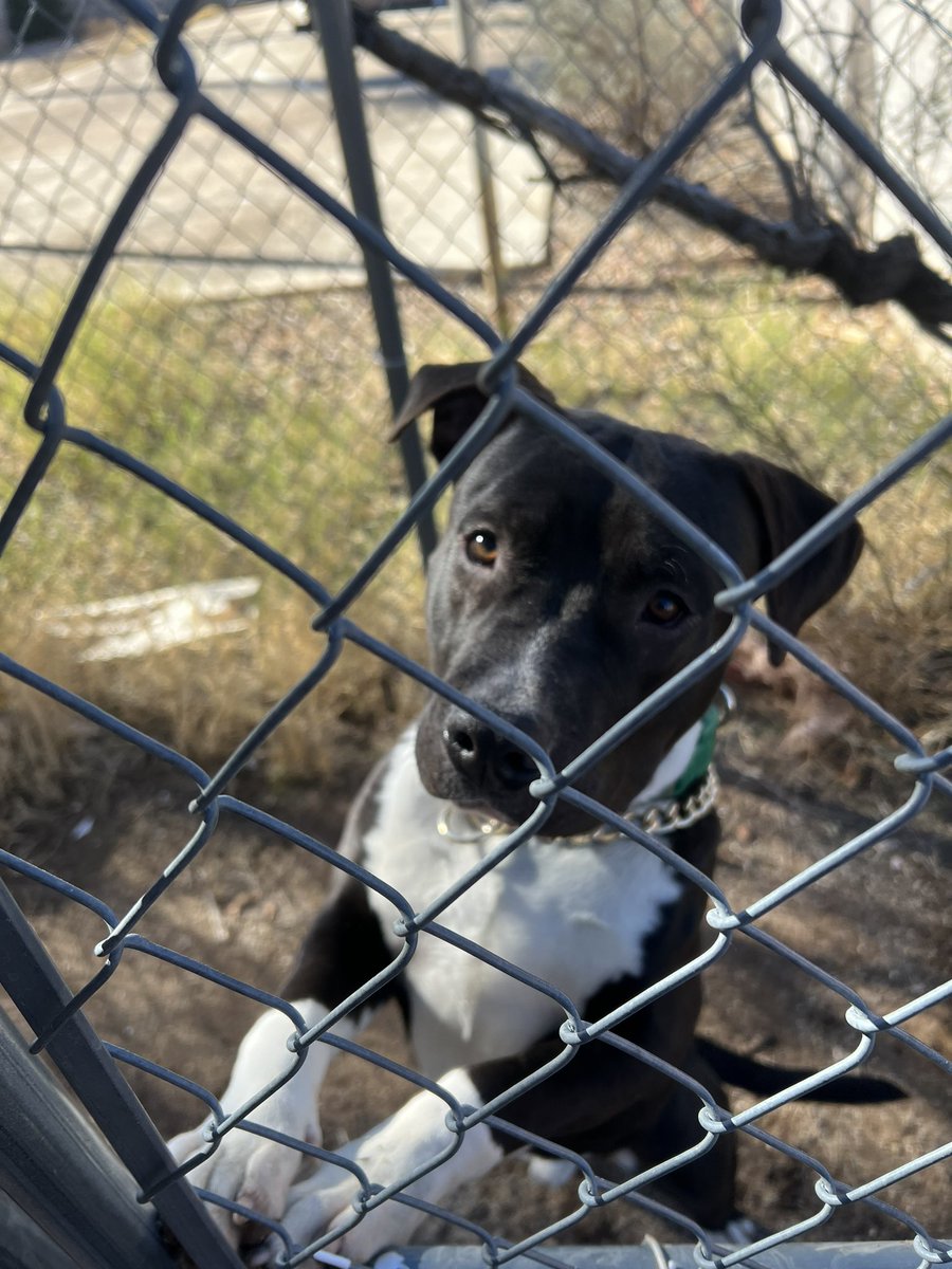 EddieMarts's tweet image. @whatsuptucson Found dog Grant &amp;amp; Swan area. Gave him some water and he’s safe in the yard for the time being, but any help locating the owner would be appreciated
