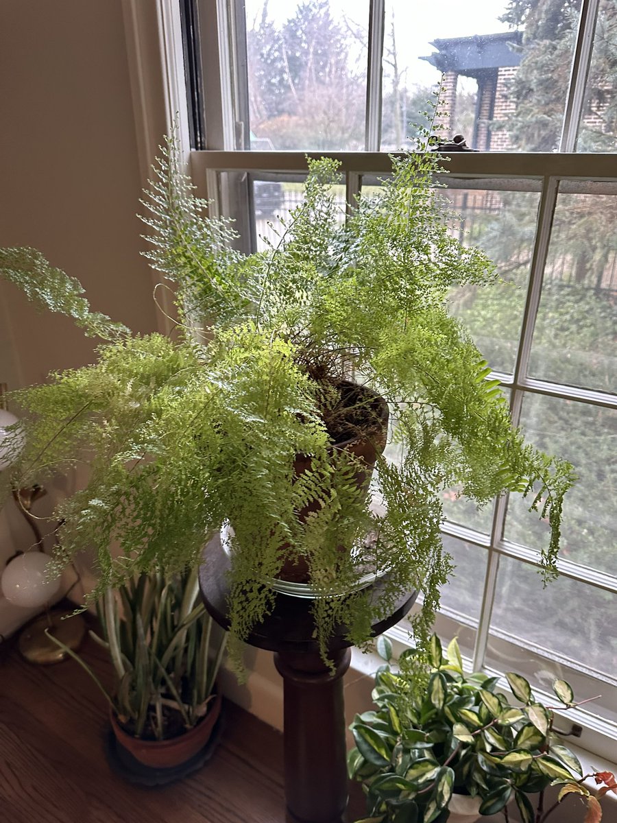 Had to clean up some brown fronds on my daughter’s fern. We have had zero sun here in Michigan all winter. #itneedssomesun #sodoI #houseplanthour