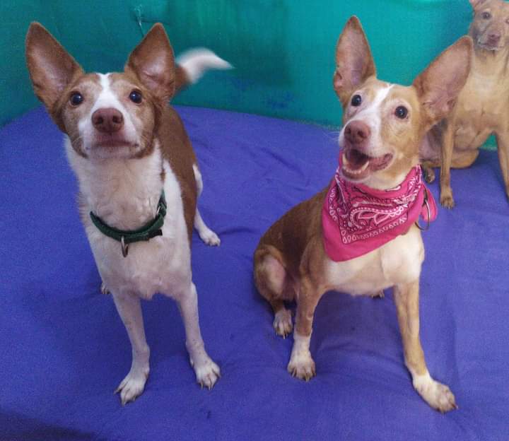 Esta foto de Flaky y Valentina es de hace más de 1 año y medio...y siguen aquí
Flaky lleva la friolera de 6 años con nosotros, es nuestro peque más veterano y no entiendo como absolutamente nadie le ha dado una oportunidad. Valentina fue rescatada de un chenil tras llevar 8 años
