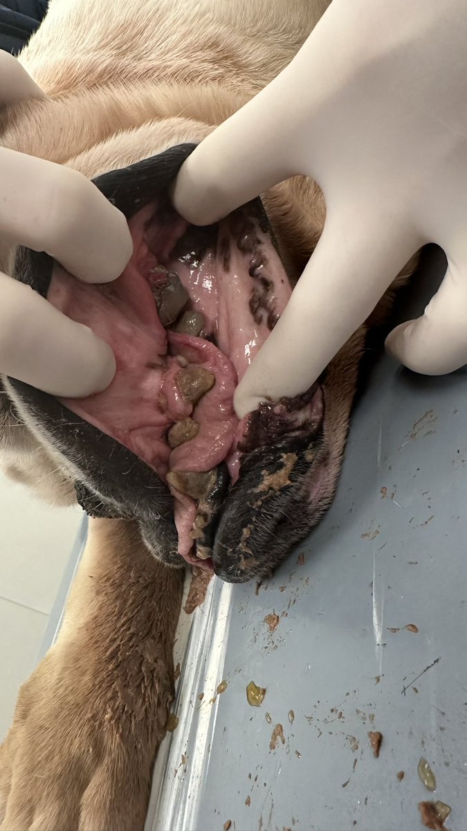 Wij troffen een hond die we met spoed naar de dierenarts hebben gebracht.Hij had een tumor, was vermagerd, uitgedroogd, verlamd, zat onder de vlooien en had een verrot gebit. Het baasje wilde hem zelf laten sterven, maar op advies van de dierenarts ingeslapen. #pvaangezegd