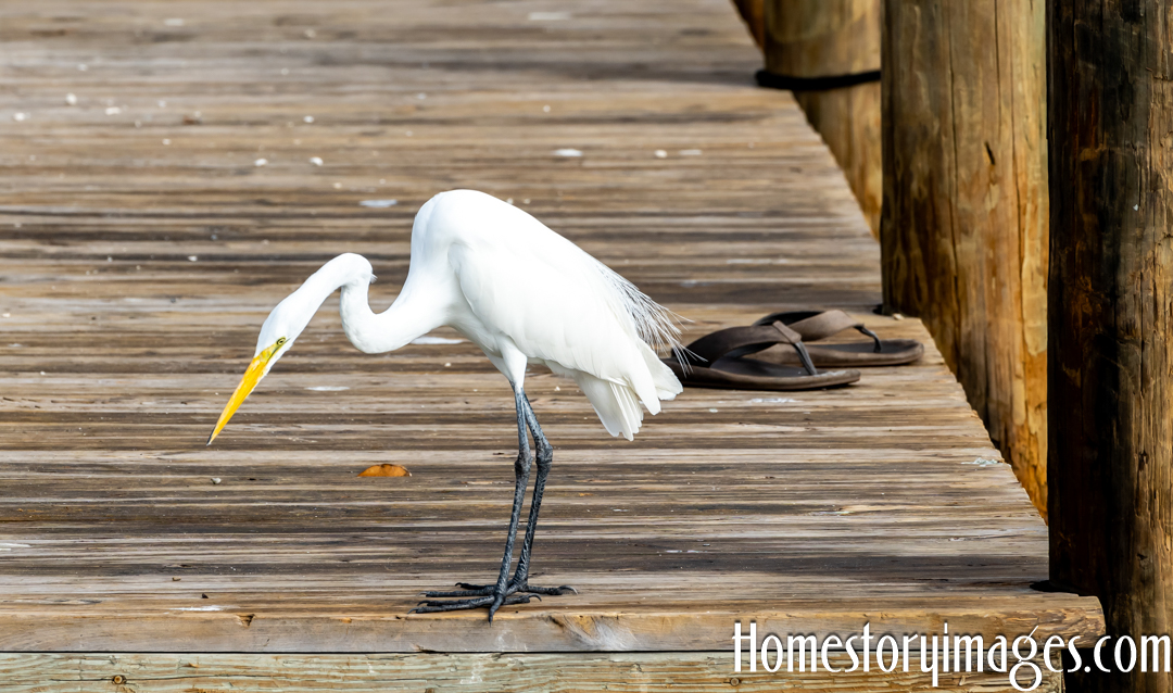HomeStories1's tweet photo. kicking off the flip flops before jumping in the water.
#egrets #BirdsOfTwitter #birding https://t.co/ls9SJMLZCr