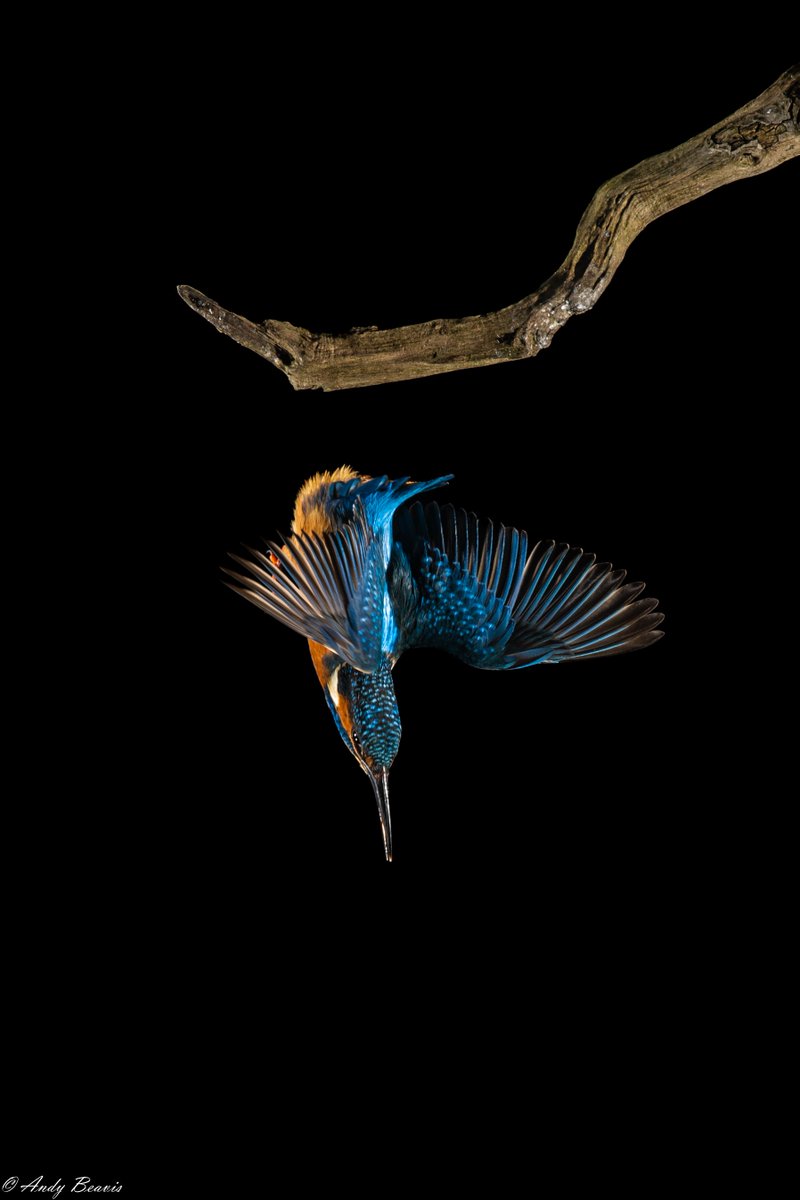 One more #wildlifephotos #kingfishers #flashphotography (1/13th sec, custom dark background, #WildlifePhotographyHides Bourne)