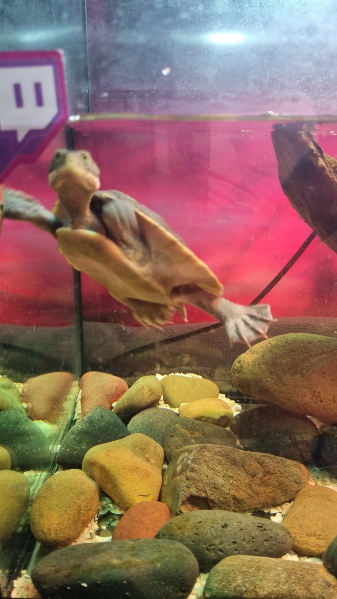 xrachaelnadine's tweet photo. Stop scrolling and show me your pets!

I'll go first, left is batman - he's a Maltese x Poodle x Shih tzu doggo.

On the right is Shelby, he's a short necked murray river turtle!

So much love for these lil dudes 💕

#pets #showmeyourpets https://t.co/DLBDFcIze3