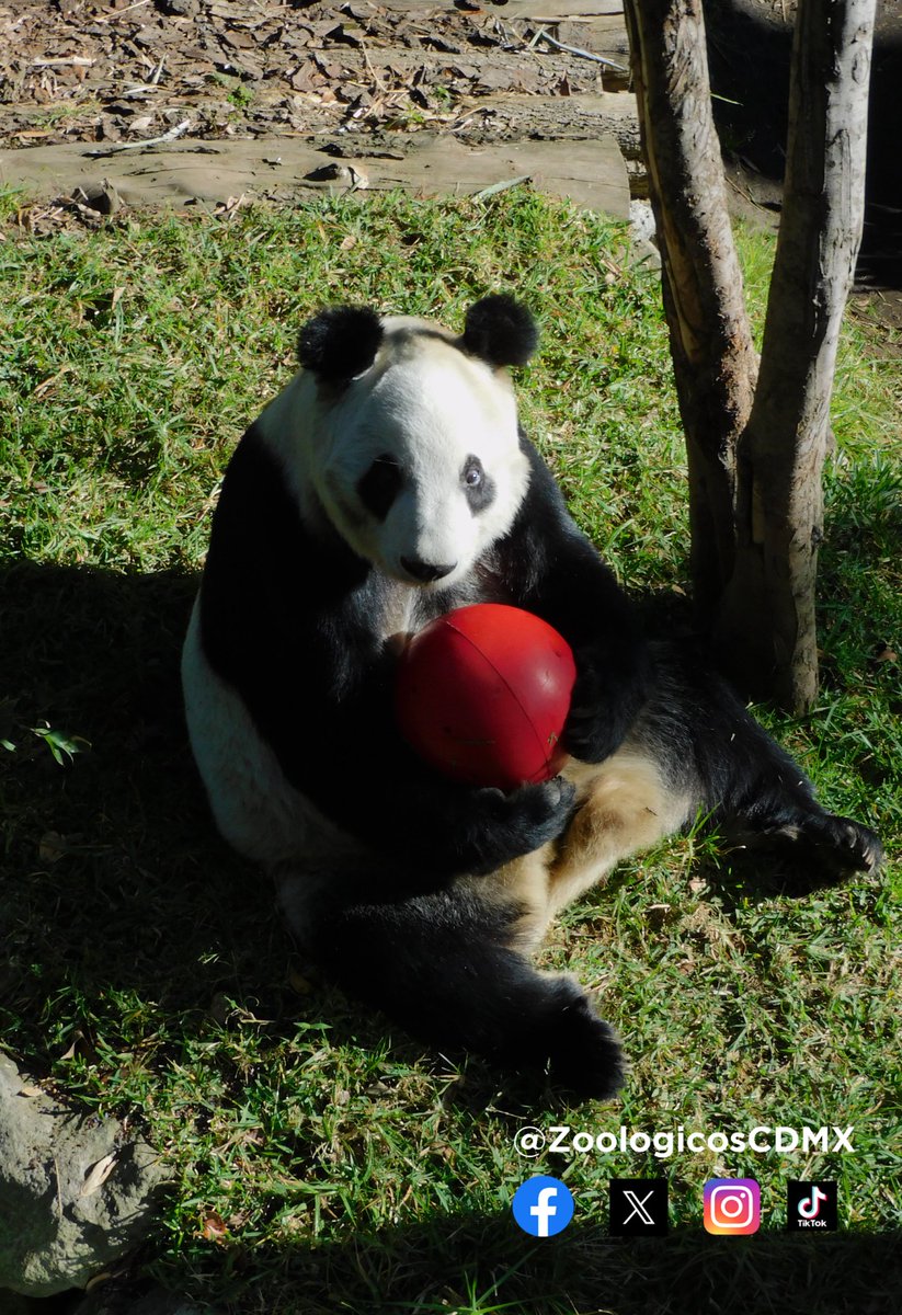 ZoologicosCDMX's tweet image. Xin Xin la panda gigante del #ZoológicoDeChapultepec disfrutando de su pelota de enriquecimiento ambiental. #ZoológicosCDMX