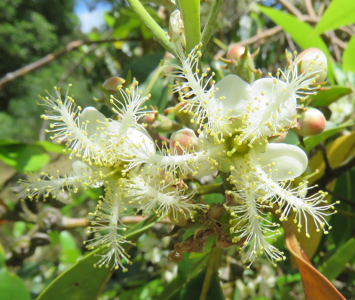 StuartWilliams_'s tweet photo. The flowers of Lophostemon confertus (Queensland brush box). Tree from Queensland and north-east New South Wales 

#Lophostemon #Myrtaceae #ozplants https://t.co/UGYkB3WK7k