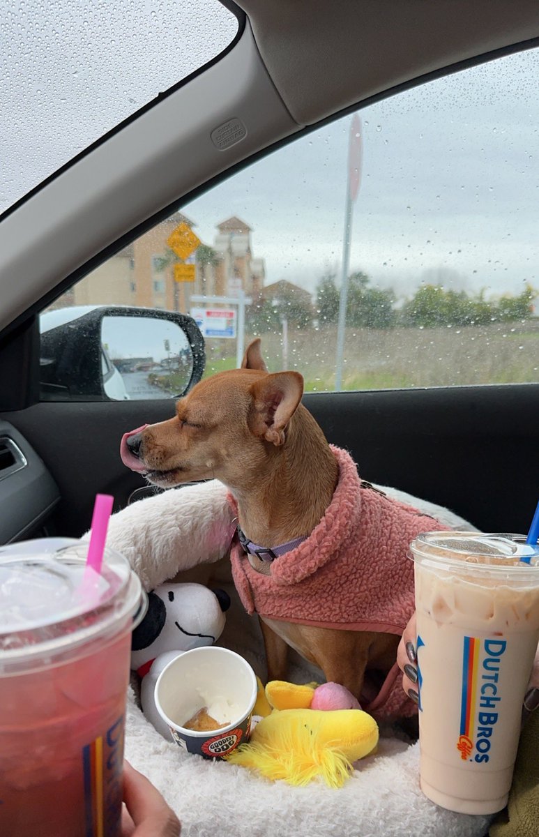 cieloazulll77's tweet photo. She love’s her rainy days & pup cups.❤️
#dutchbros #loverainydays #doglover #Chalina #mylittlepal #gloomydays https://t.co/d3OdlbGC1S