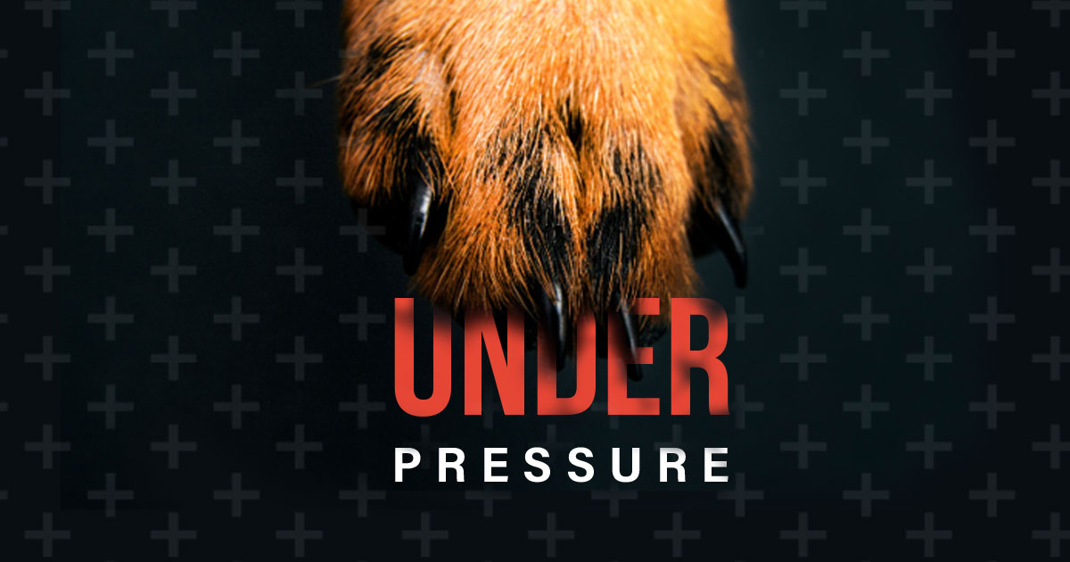CVE_Sydney's tweet photo. The CVE returns to Melbourne in October 2024 for Paws Under Pressure: An Emergency Medicine Conference.
🗓️ 21-23 October 2024
📍 State Library Victoria
🎤 Kate Hopper &amp; Dominic Barfield
🏅 20 CPD Points
Early Bird prices until 23 August 2024! https://t.co/lWEKvNwgdo https://t.co/kByWqyJgyL