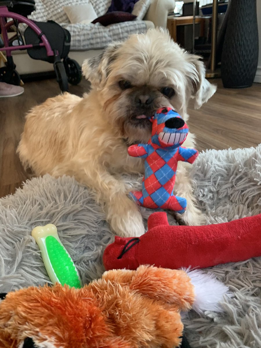AllisonFollis's tweet photo. Griffin loves his new Christmas toys ❤️ #PoCoDoggo @CityofPoCo https://t.co/waPuexFUob