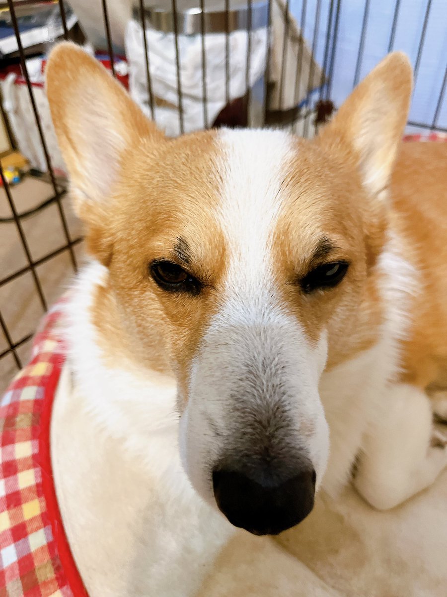おはワン🐶
まだ眠いワン💤

taku819.base.shop