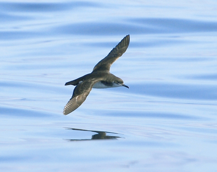 🚨 Paid Field/Research Assistant Job🚨 : Seabird Field Assistant (UK)

OxNav is seeking a Field Assistant for a 3-month duration (from May 15th to August 15th) to aid in gathering Manx Shearwater tracking data. 

drive.google.com/file/d/1CfUSdQ…

PHOTO: Matt Witt 
#seabird #biologyjobs