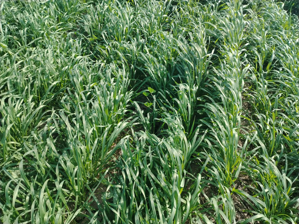 Hub_PACNorte's tweet photo. Seguimiento al establecimiento de módulo en AC y desarrollo del cultivo de trigo harinero, excelente germinación de 40 días.
Grupo #Saru #Bimbo valle del Yaqui, Sonora ciclo OI 2023-2024 https://t.co/UZ2fS1q3Um