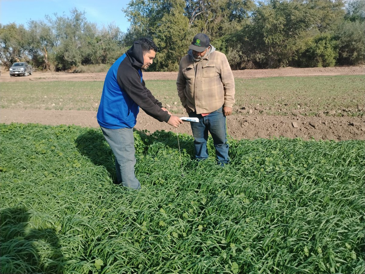 Hub_PACNorte's tweet photo. Seguimiento al establecimiento de módulo en AC y desarrollo del cultivo de trigo harinero, excelente germinación de 40 días.
Grupo #Saru #Bimbo valle del Yaqui, Sonora ciclo OI 2023-2024 https://t.co/UZ2fS1q3Um