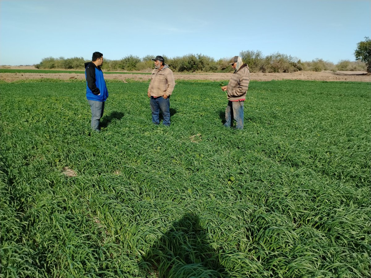 Hub_PACNorte's tweet photo. Seguimiento al establecimiento de módulo en AC y desarrollo del cultivo de trigo harinero, excelente germinación de 40 días.
Grupo #Saru #Bimbo valle del Yaqui, Sonora ciclo OI 2023-2024 https://t.co/UZ2fS1q3Um