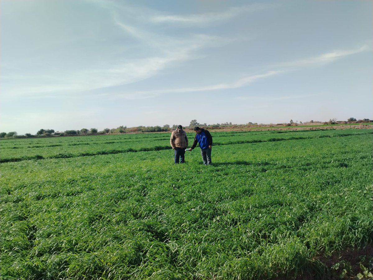 Seguimiento al establecimiento de módulo en AC y desarrollo del cultivo de trigo harinero, excelente germinación de 40 días.
Grupo #Saru #Bimbo valle del Yaqui, Sonora ciclo OI 2023-2024