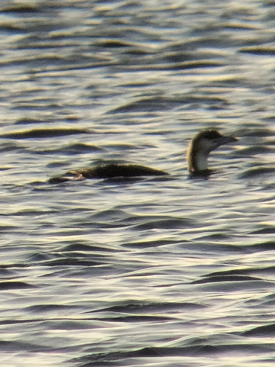 Absolutely hellish train trip from my college to Crosby marine lake for the Black throated Diver, there and back I ended up going on 9 trains😭 Fortunately the bird itself was very easy, was literally the first bird I saw on the lake! Nice overdue ✅