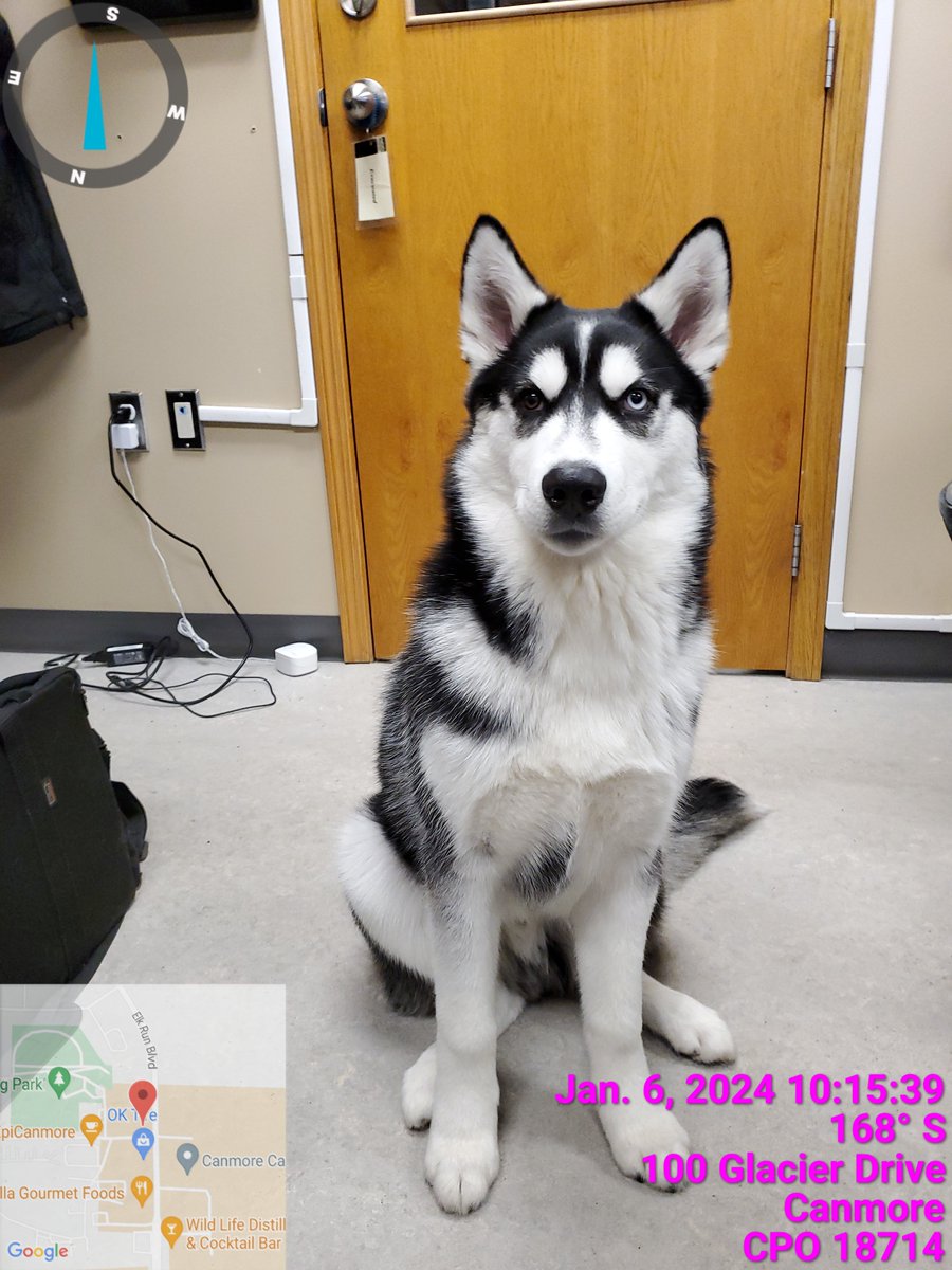 Are you or someone you know looking for this good boy? A male husky with one blue eye and one brown eye, and white and black markings was found in Canmore on January 6. If this dog is yours, call 403.678.4244 to be reunited as soon as possible 🐾