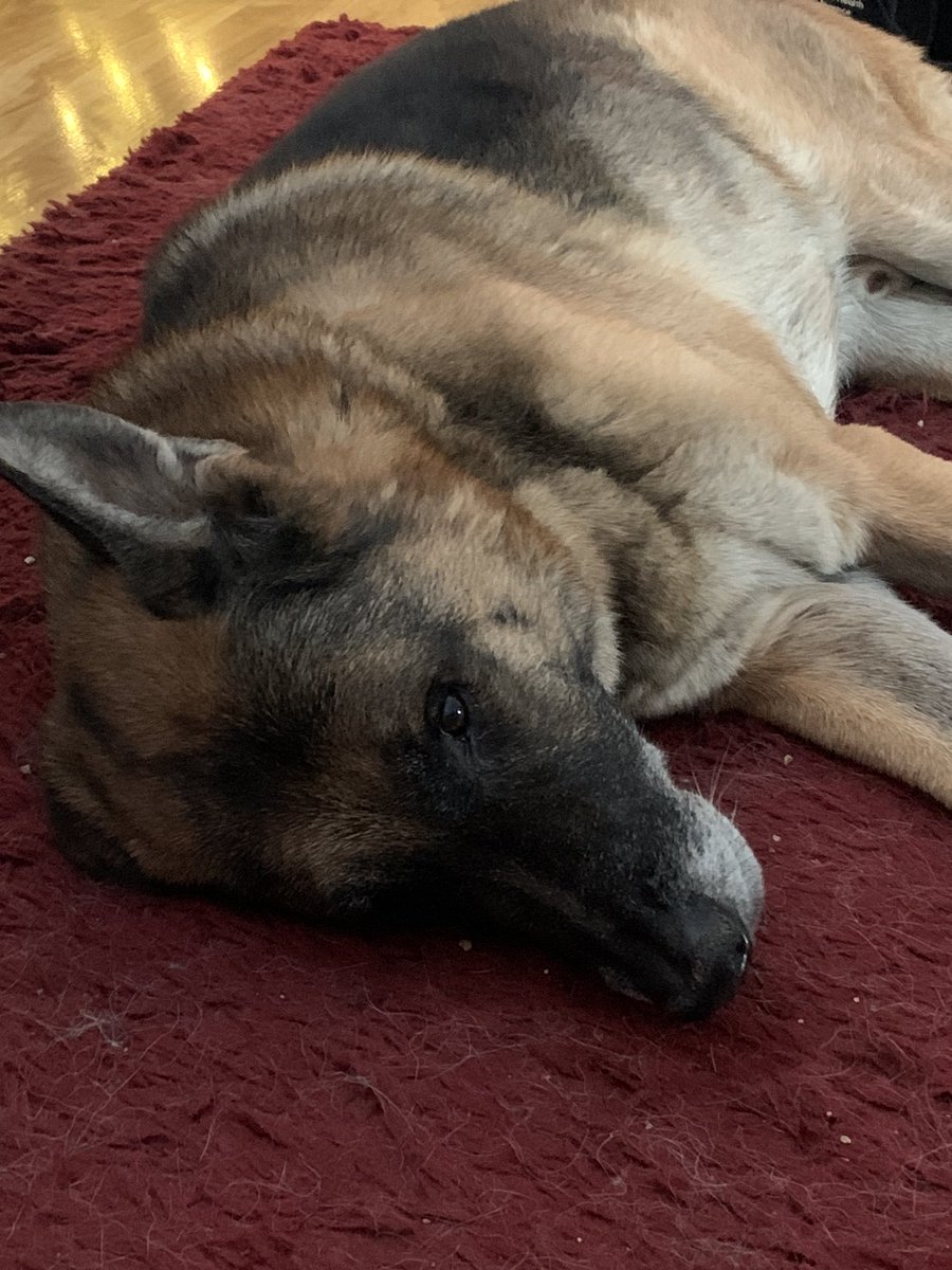 FredPrepDog's tweet photo. While leash guy was shoveling snow I made sure this rug didn’t get out of place.  If you’re out working, don’t overdo it and watch for cold injuries. - Fred https://t.co/kB9jJvj3fS