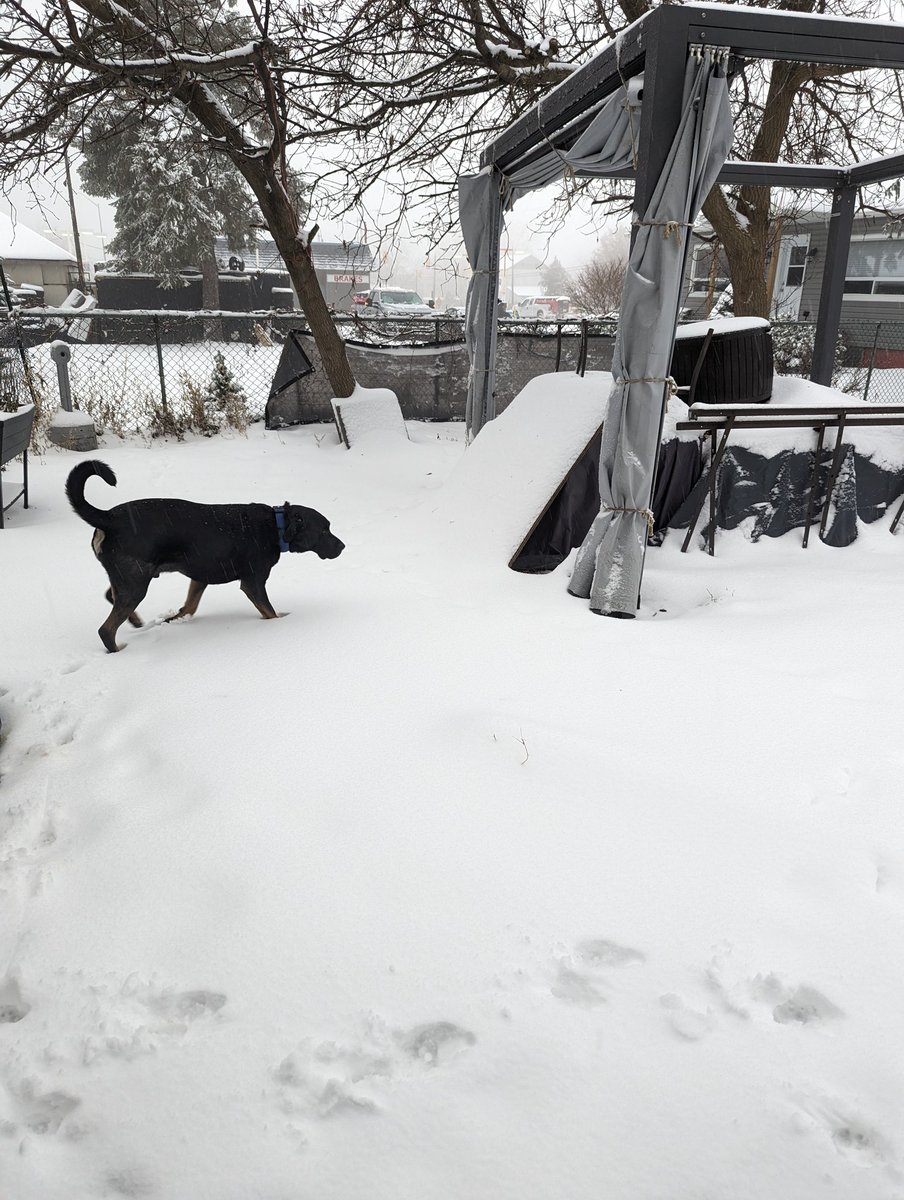 First off leash time in 3 months due to CCL injury and subsequent surgery.  Slightly hyper.