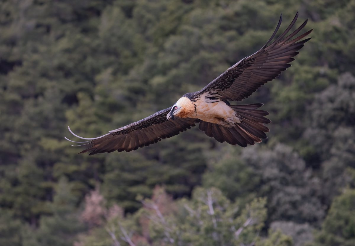 Lammergeier in flight over the Pyrenees at Buseu. Amazing bird, amazing place 😊