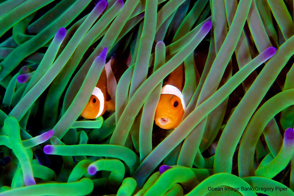 Nations Unies (ONU) tweet media